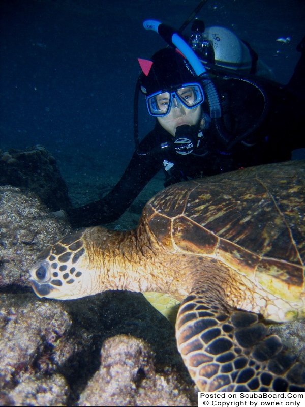 honu encounter