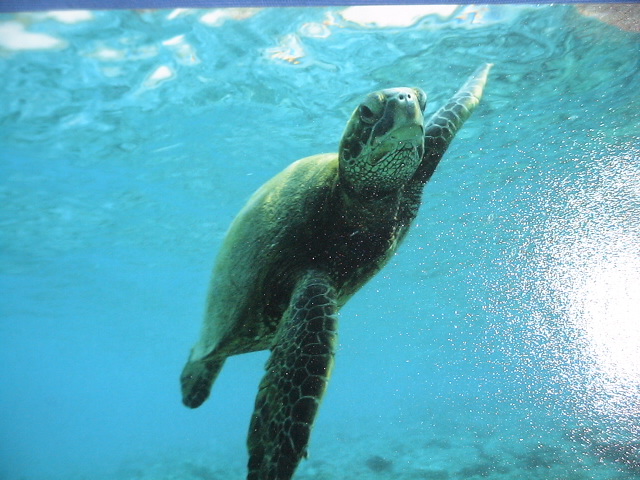 Honu,  Hawaii Big Island