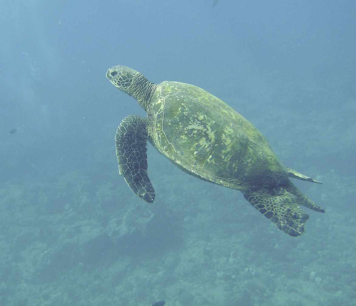 honu