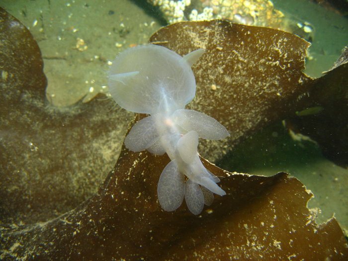 Hooded Nudibranch