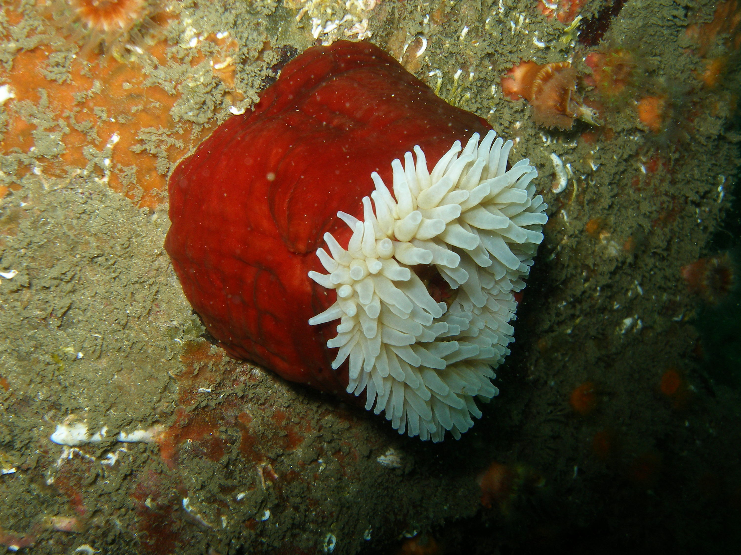 Hopkins deep (aquarium reef) Monterey, 70 ft. 1/8/06