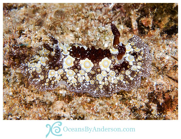 Hoplodoris estrelyado