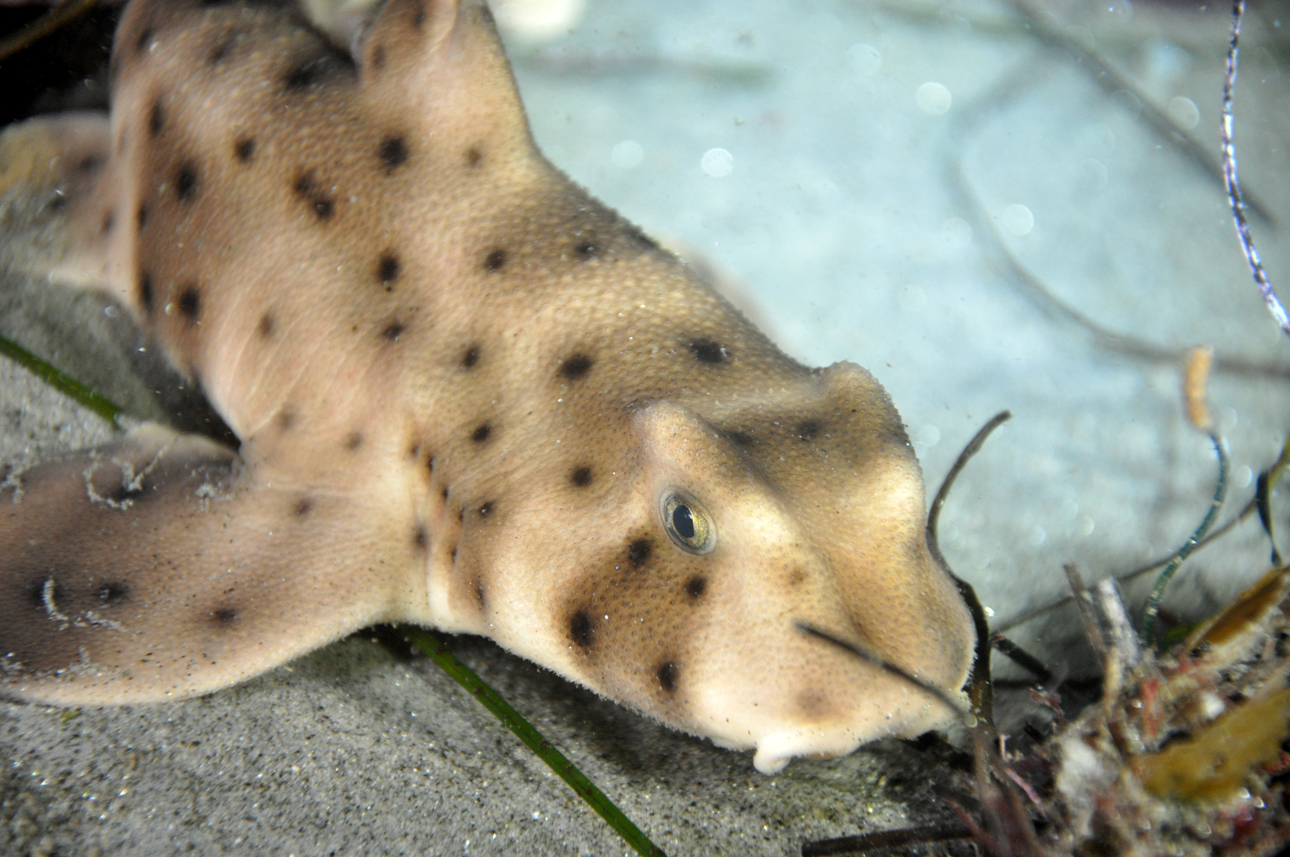 Horn Shark