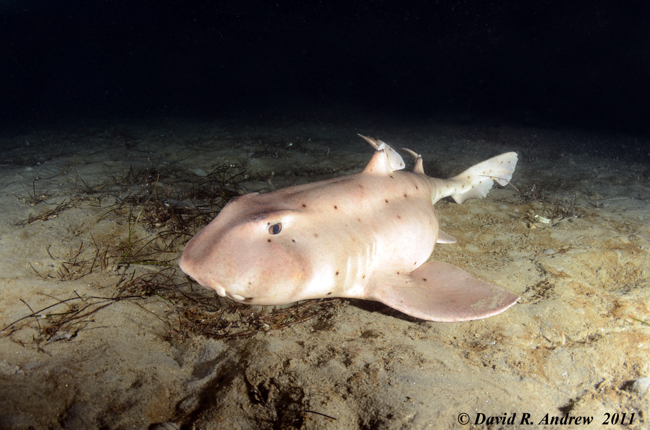 Horn Shark