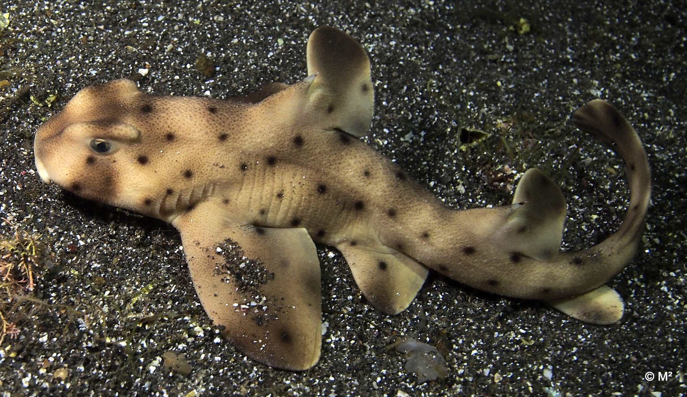 Horn Shark