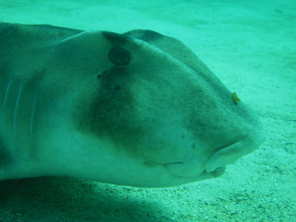 Horn shark