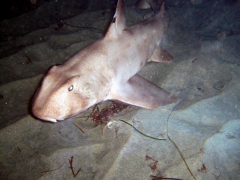 Horn Shark