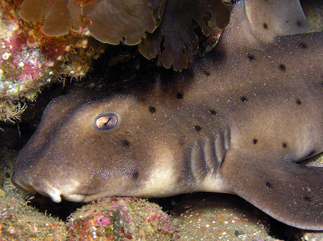 Horn shark