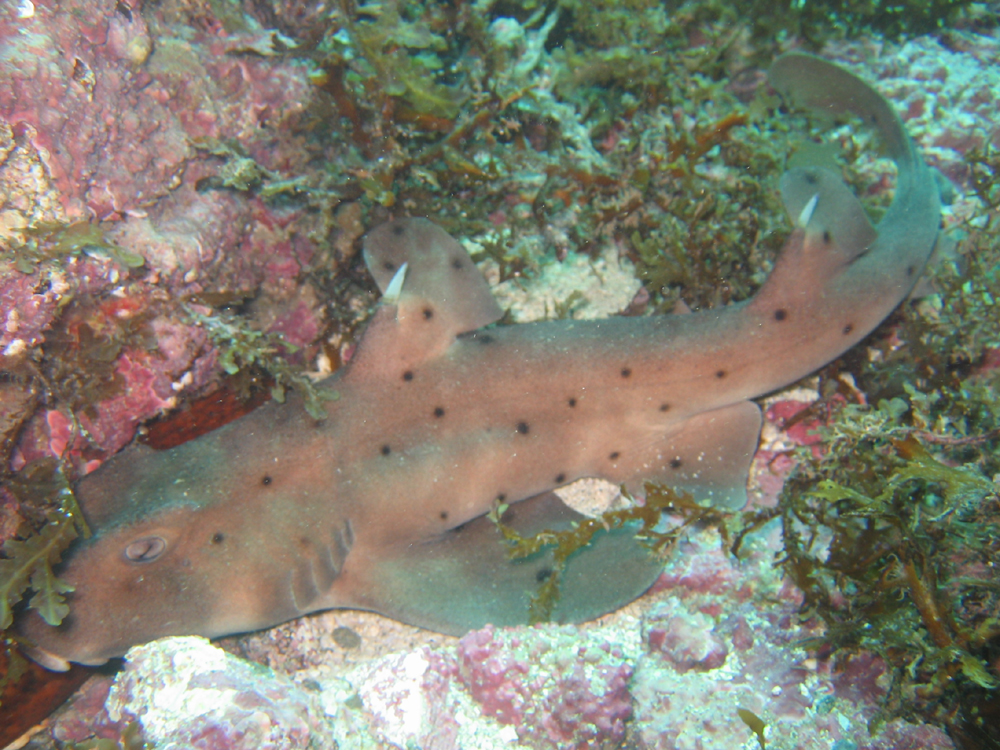 Horn Shark