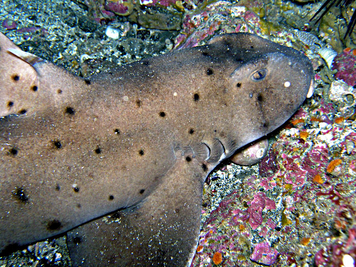 Horn Shark