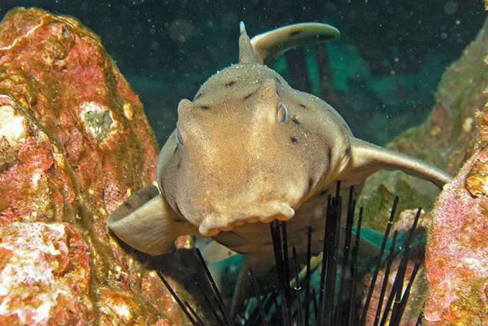 Horn Shark