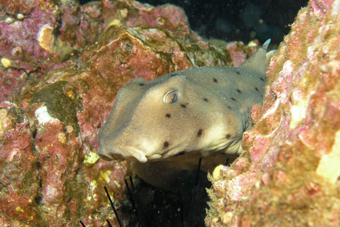 Horn Shark