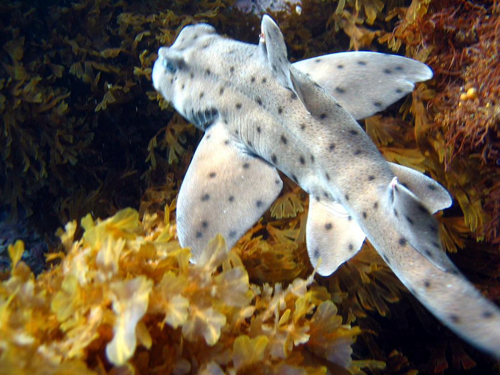 Horn Shark1