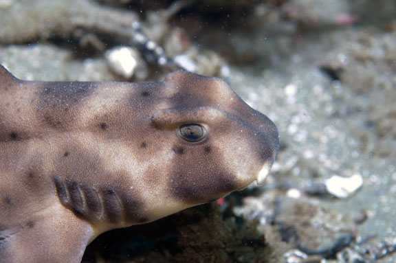 horn_shark_close