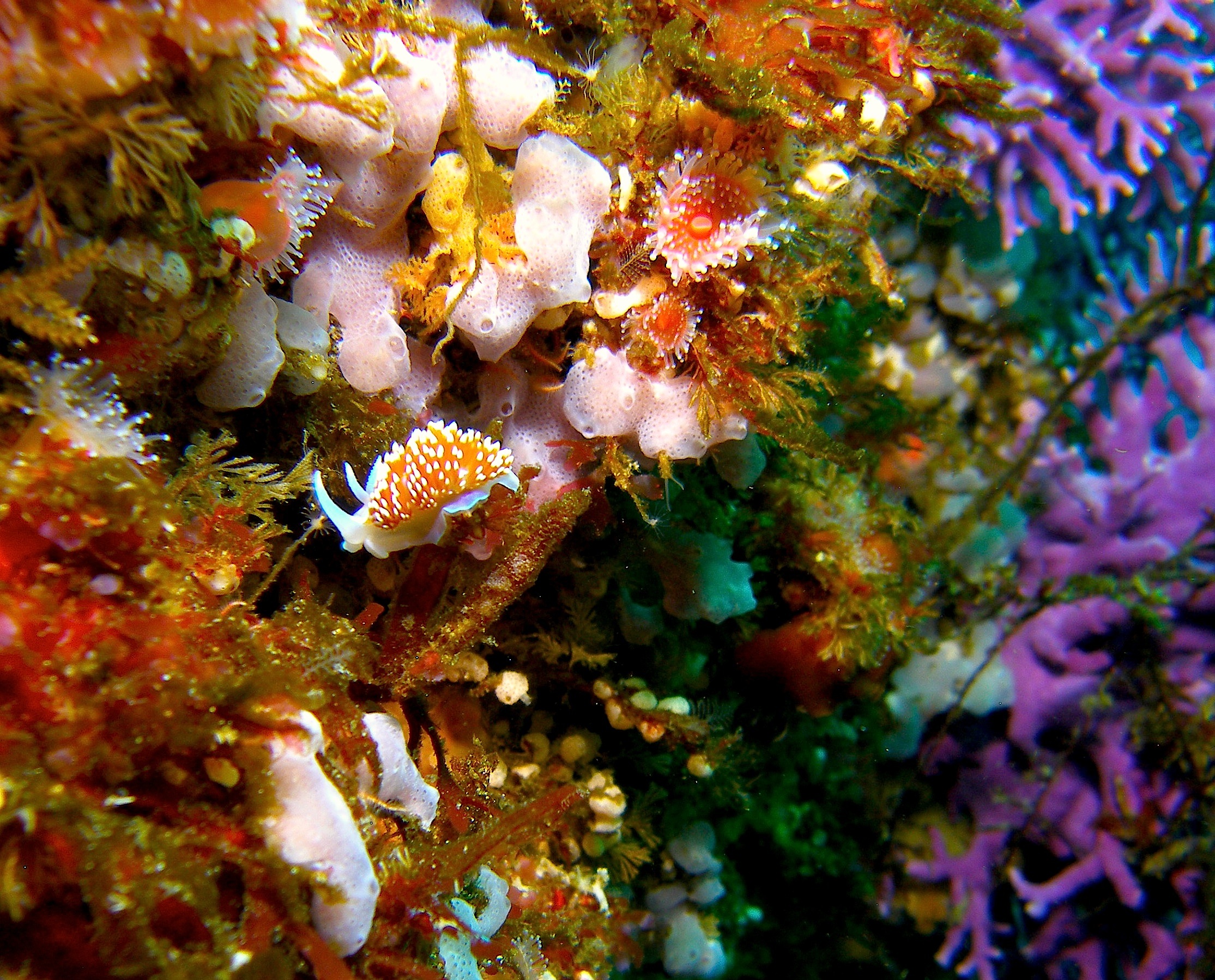 Horned_Aleod_Coral_Gardens_San Clemente