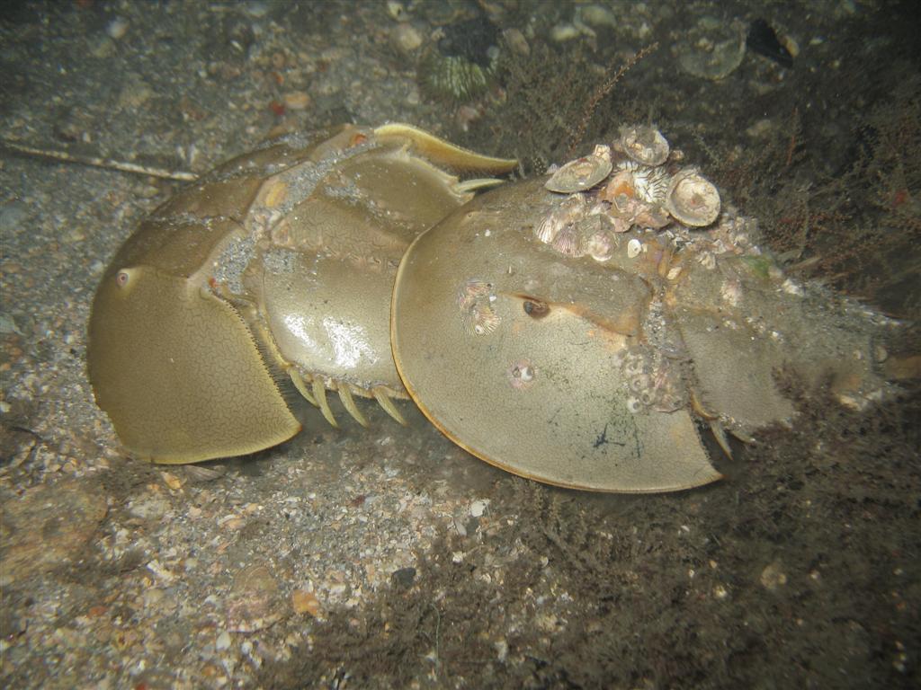 Horseshoe Crabs in Love