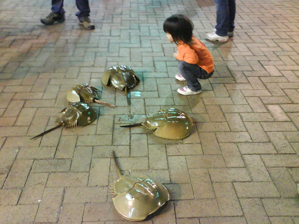 Horseshoe Crabs