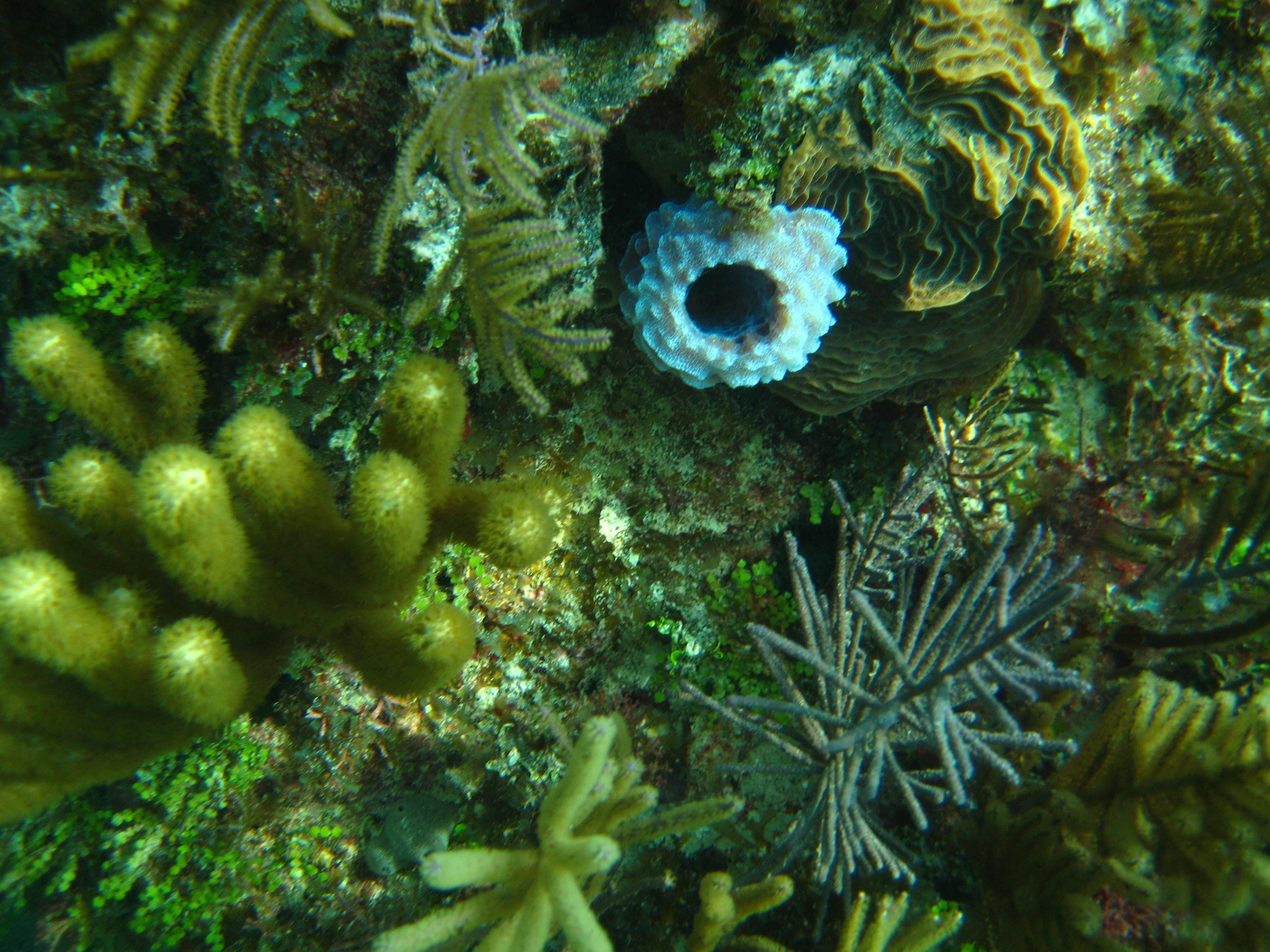 Horseshoe Reef