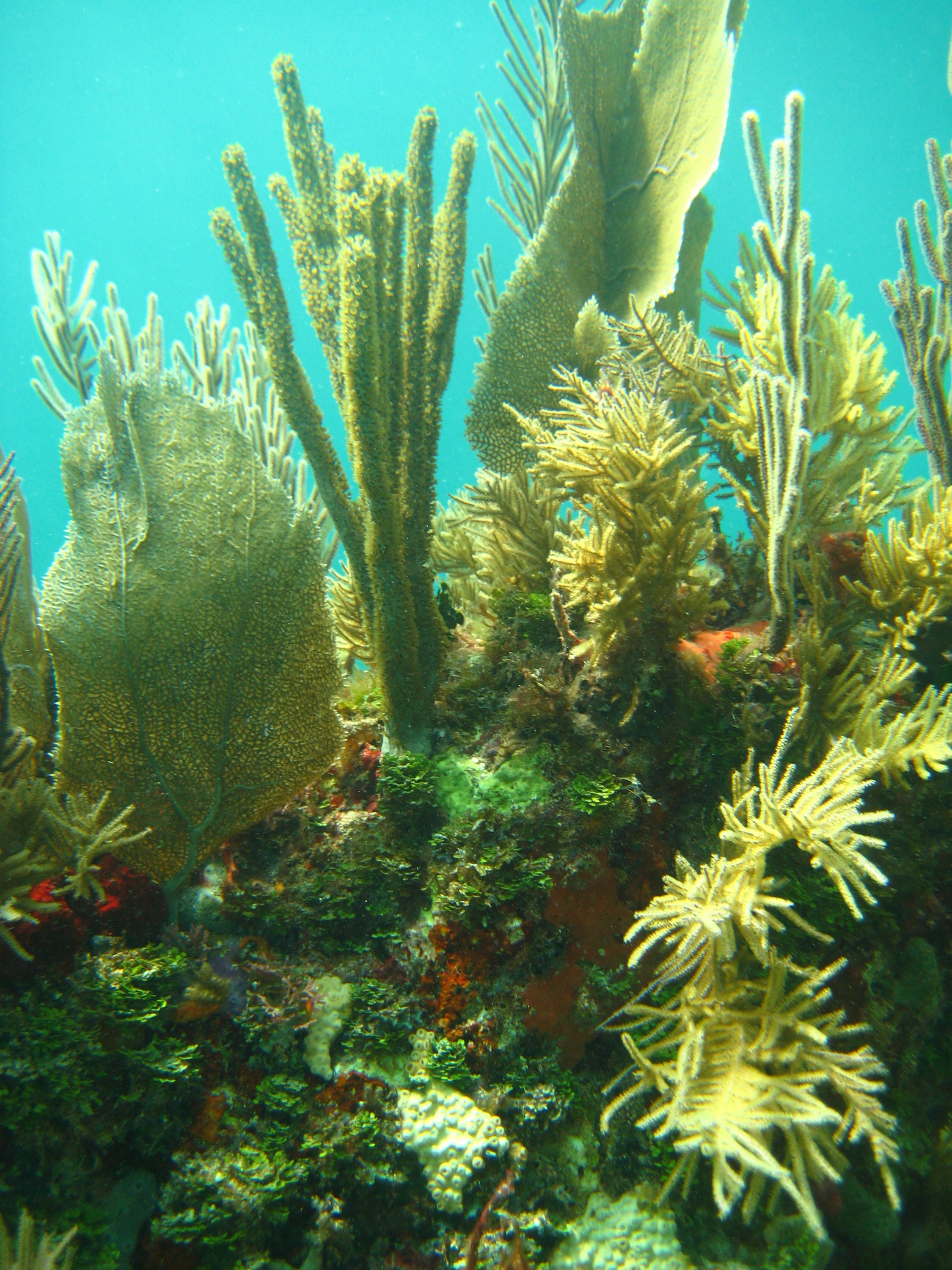 Horseshoe Reef