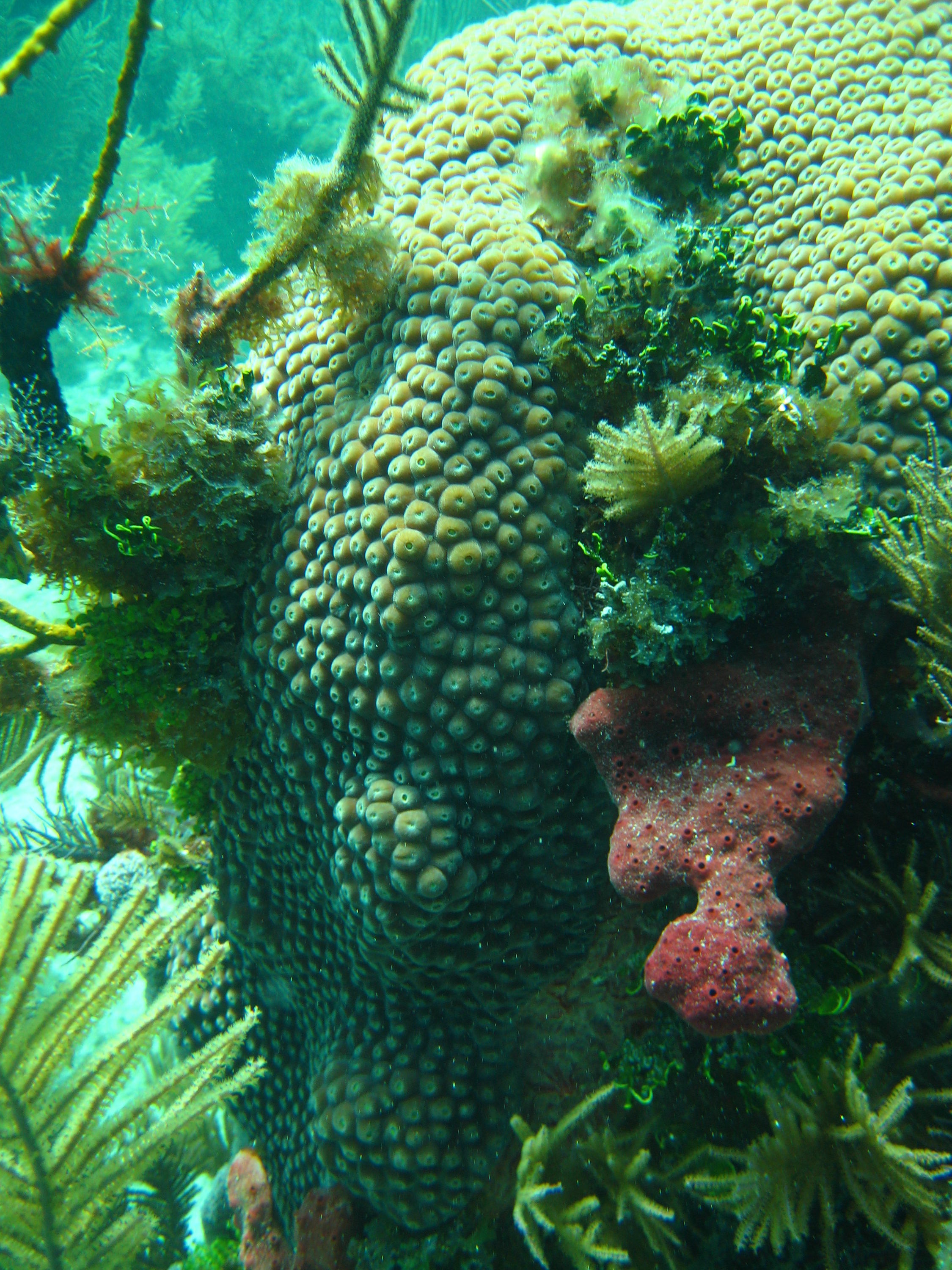 Horseshoe Reef