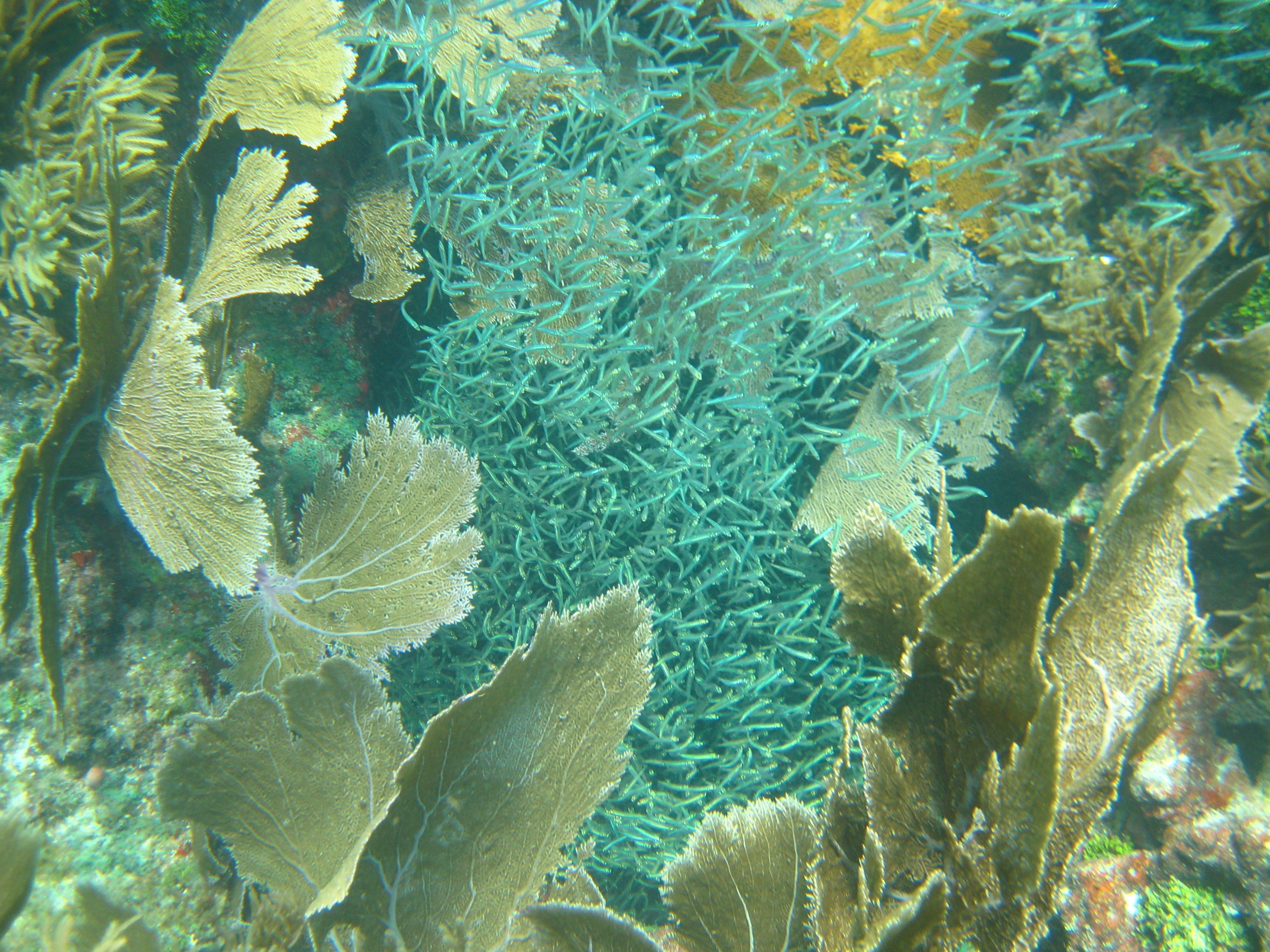 Horseshoe Reef