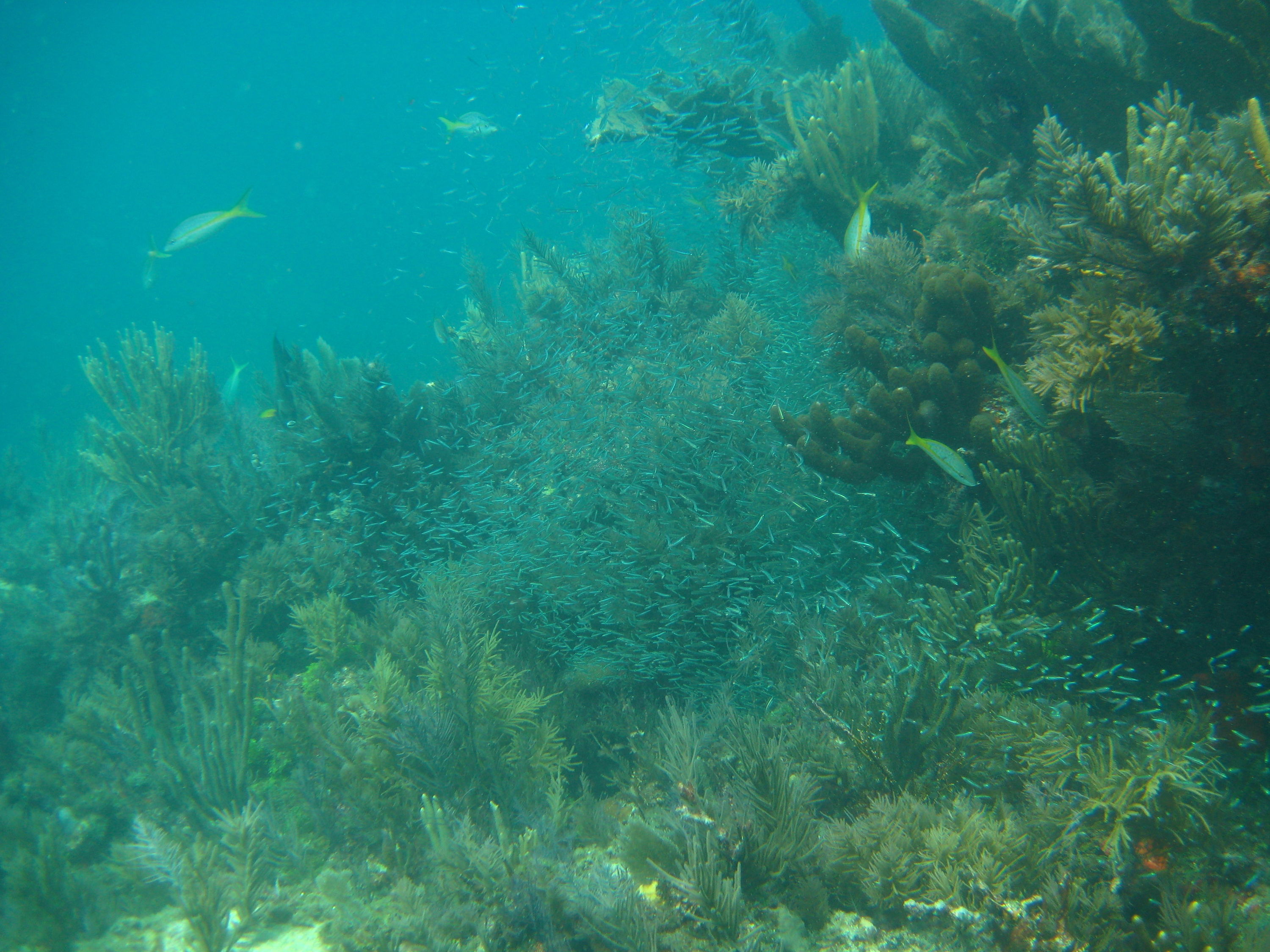 Horseshoe Reef