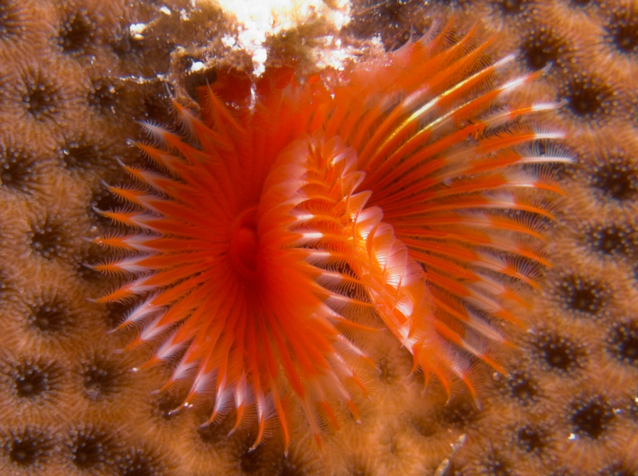 Horseshoe Worm