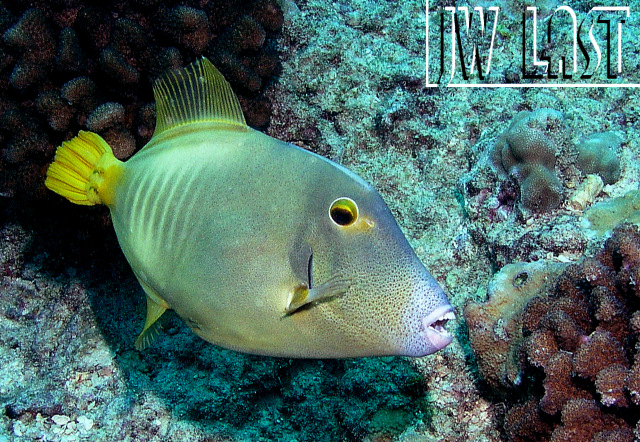 HorseTeeth_Filefish