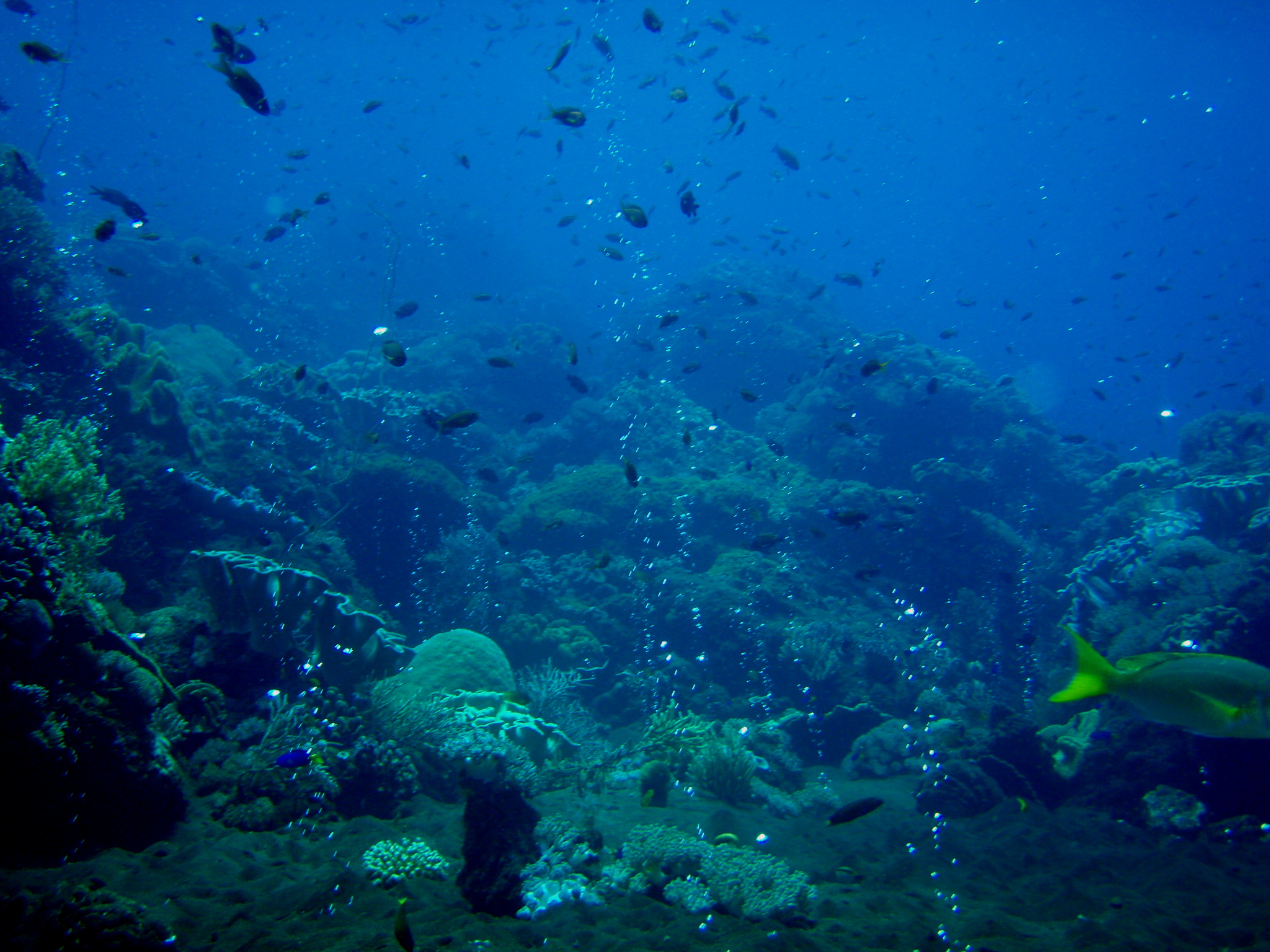 Hot Rocks - Komodo Islands