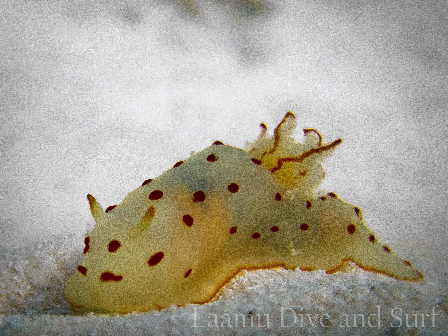 House Reef diving Feb 26 2013