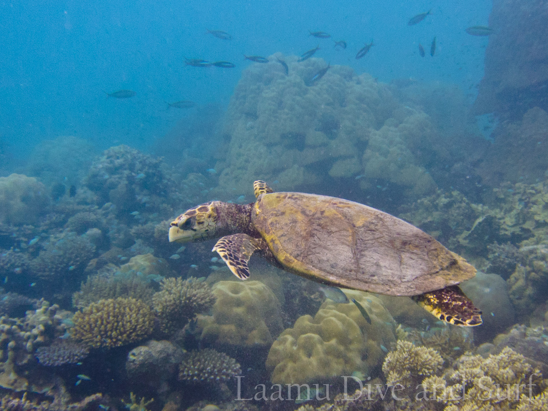 House Reef diving Feb 26 2013