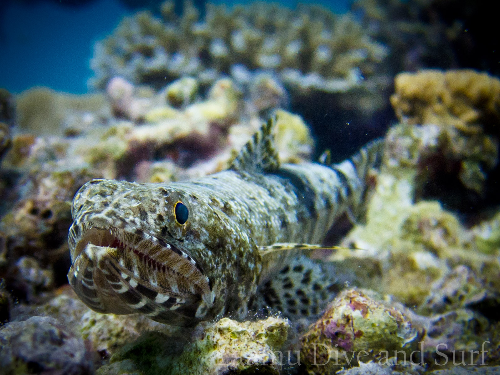 House Reef diving Feb 26 2013