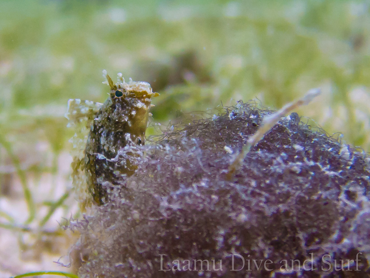 House Reef diving Feb 26 2013