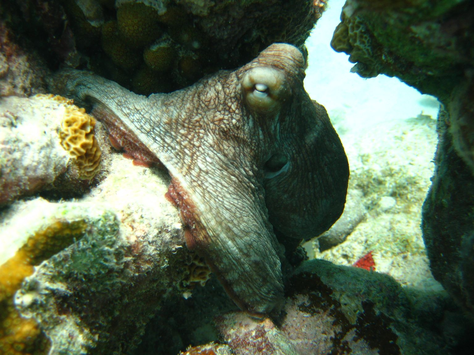 House Reef Octopus