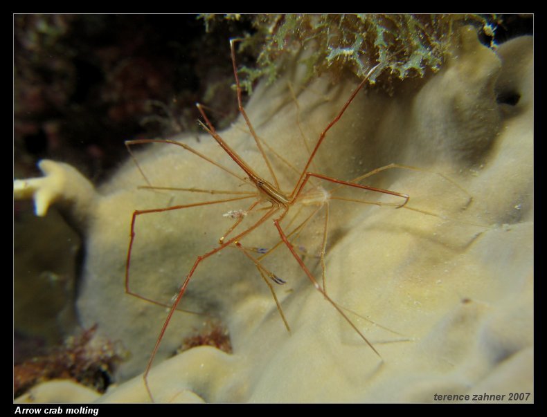 House_Reef_Mar_14_2007_016_small