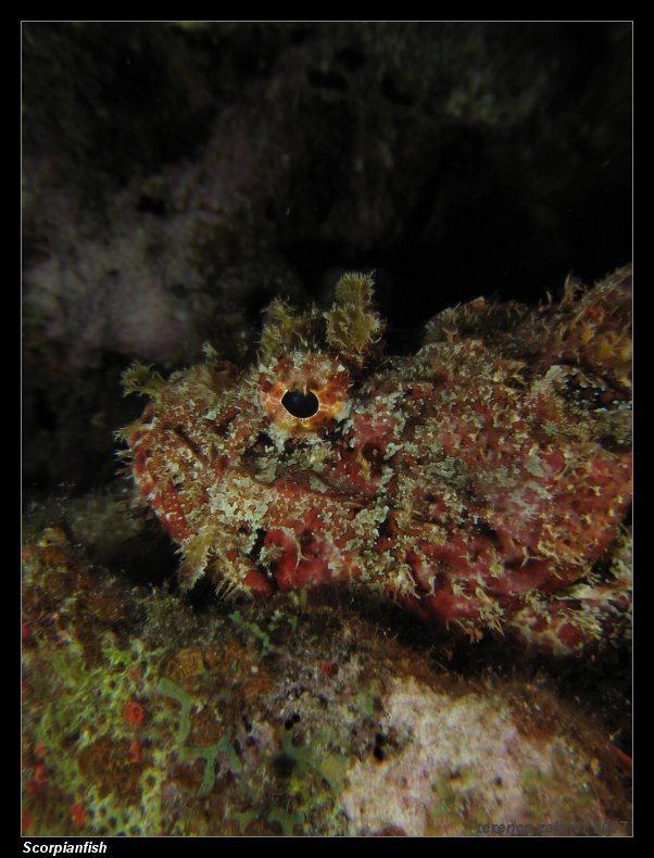 House_Reef_Mar_14_2007_054_small