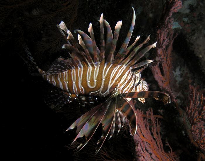 Hovering Lionfish