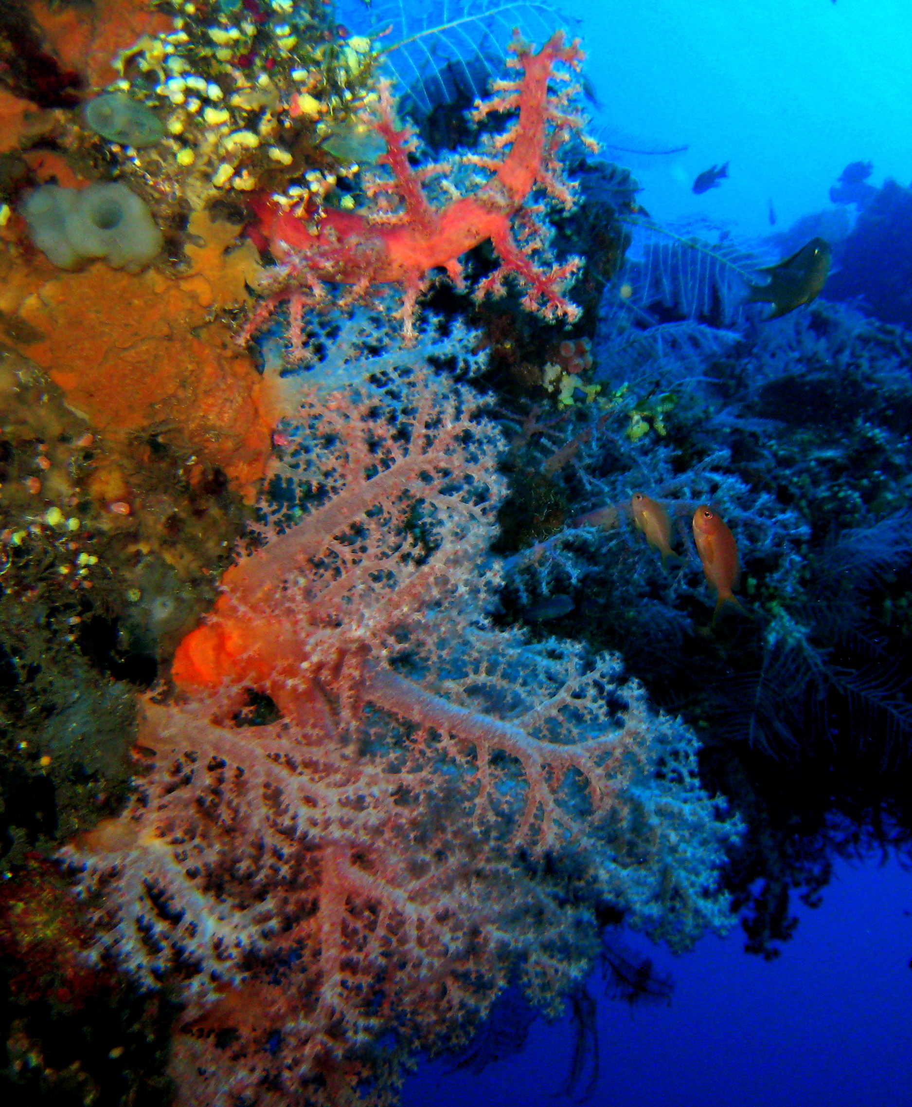 http://www.nautilusdivingbali.com  @ Tulamben / Padang Bai Bali