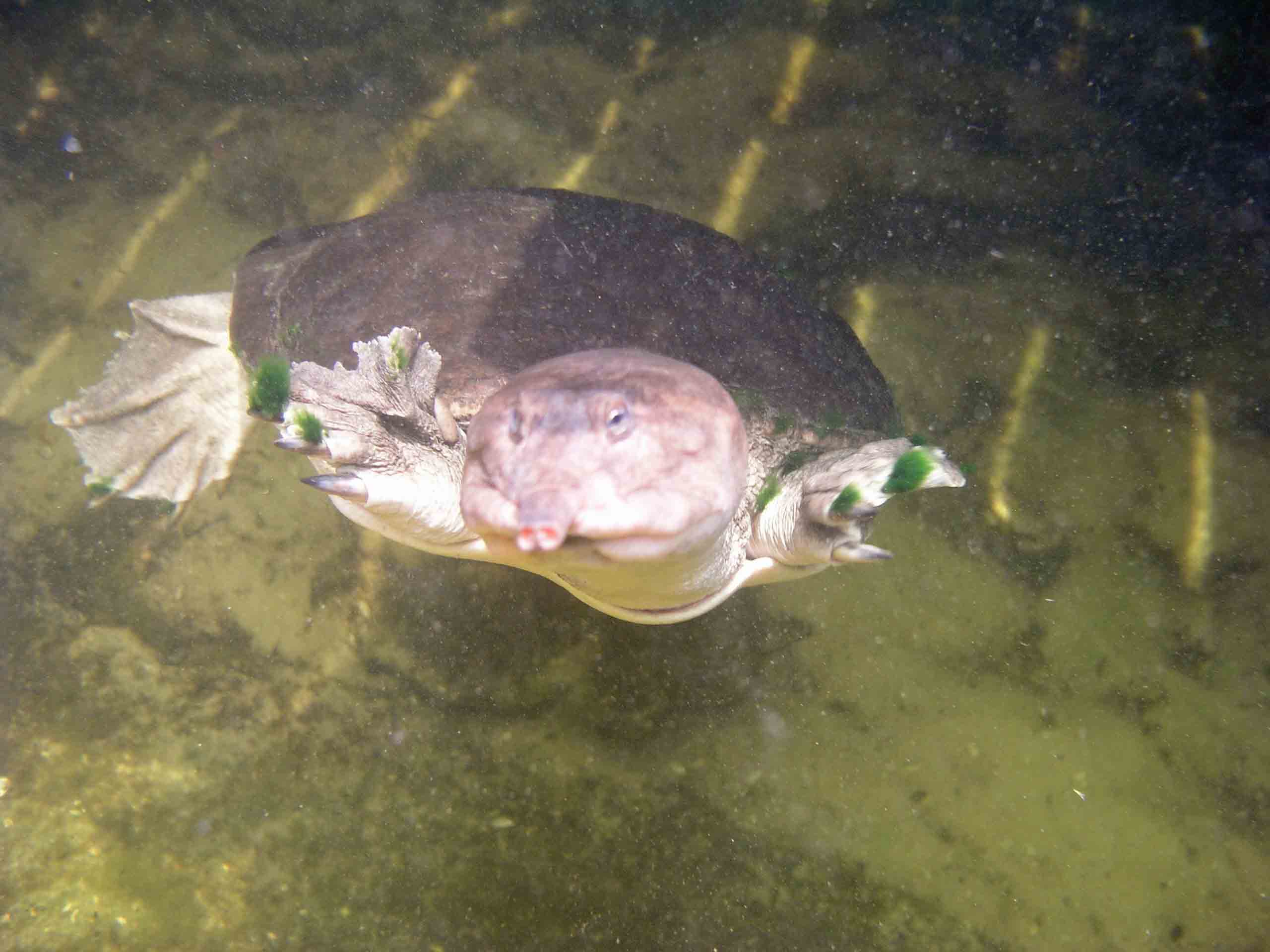 Hudson Grotto turtle, April 29, 2006