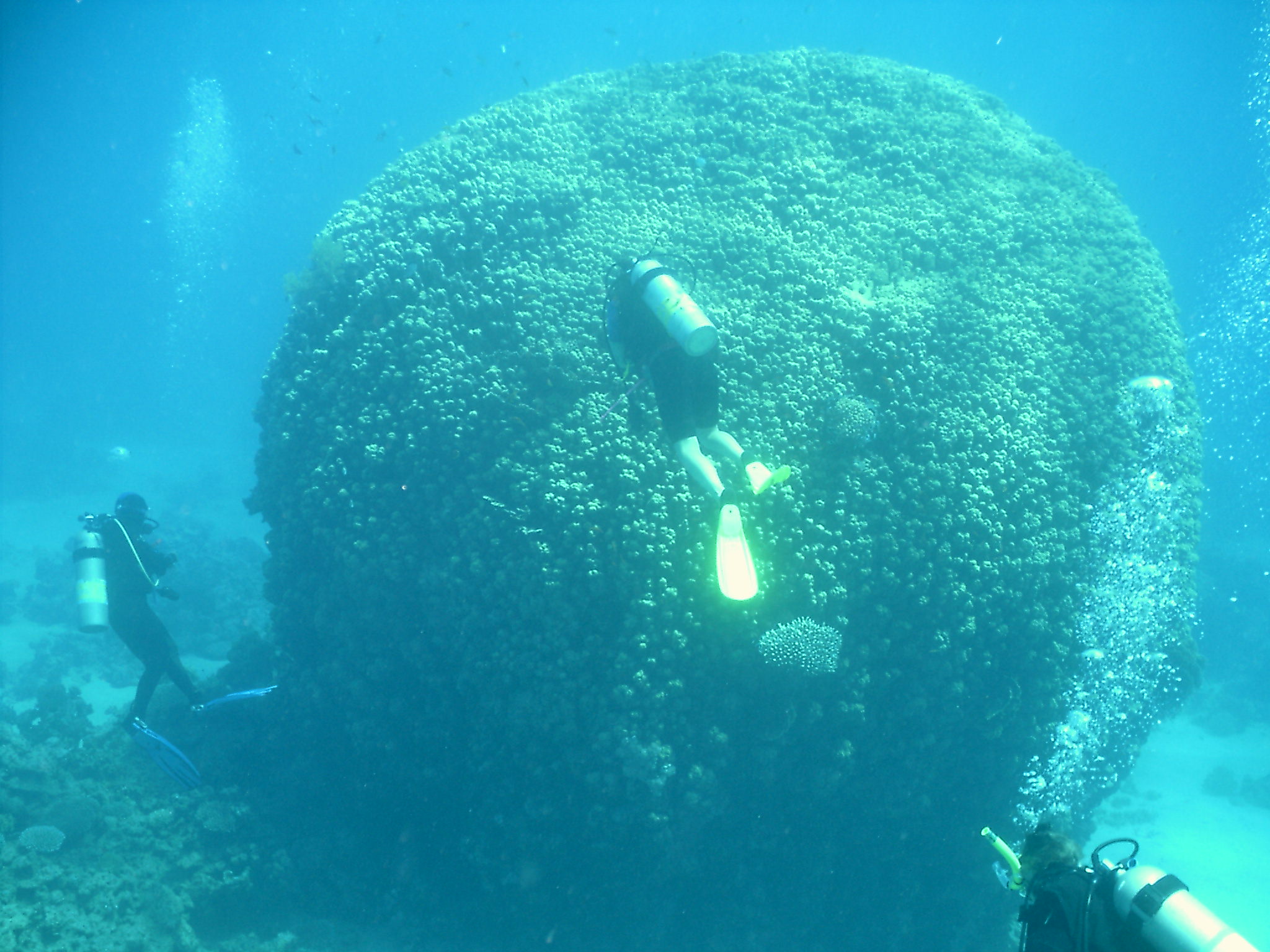 Huge Brain Coral - Nuweiba