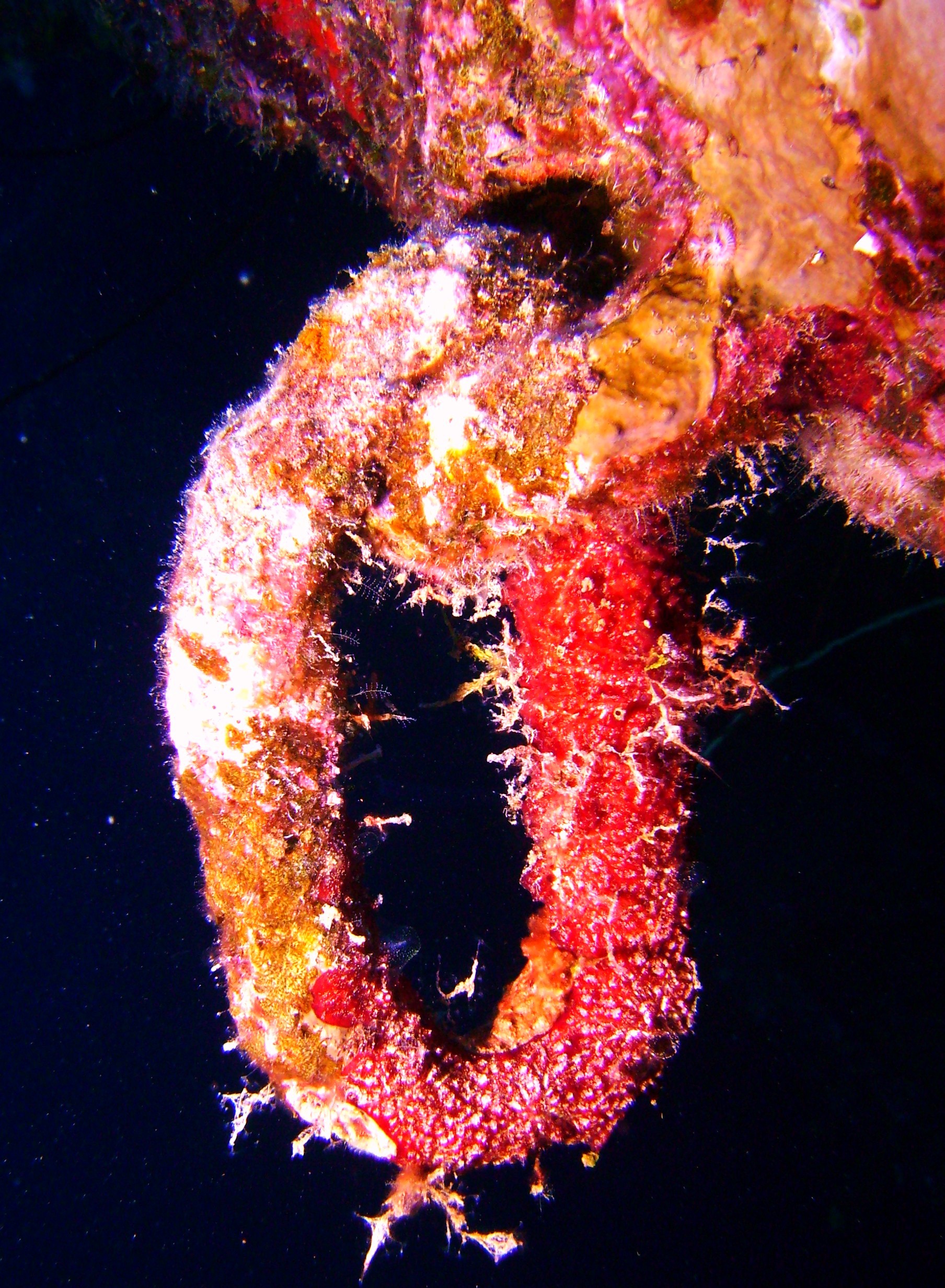 Huge Chain Link on the Hilma Hooker