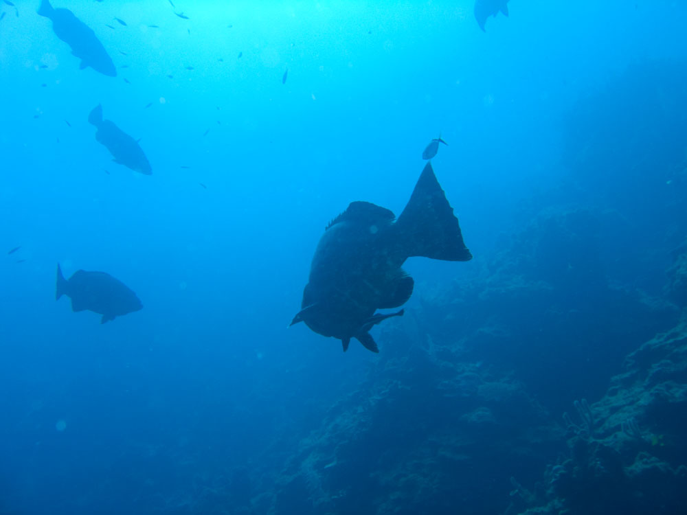 Huge groupers on Aguila