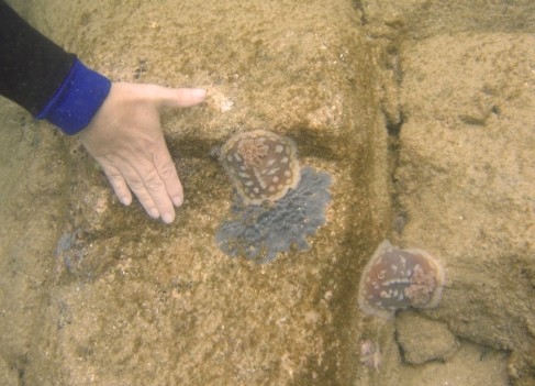 Huge Nudi