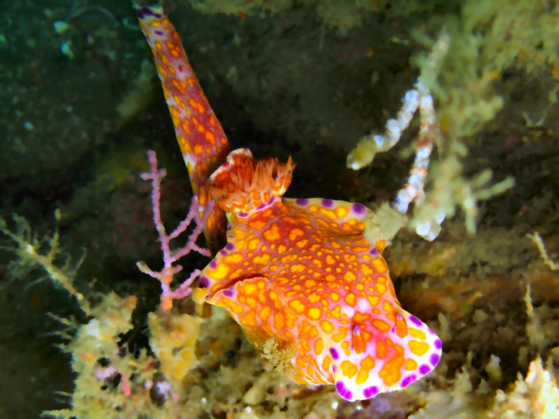 HUGE nudi