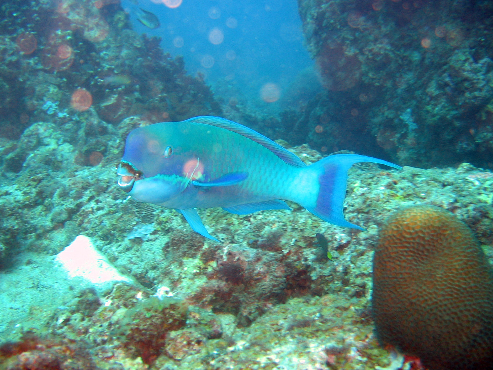 Huge Parrotfish