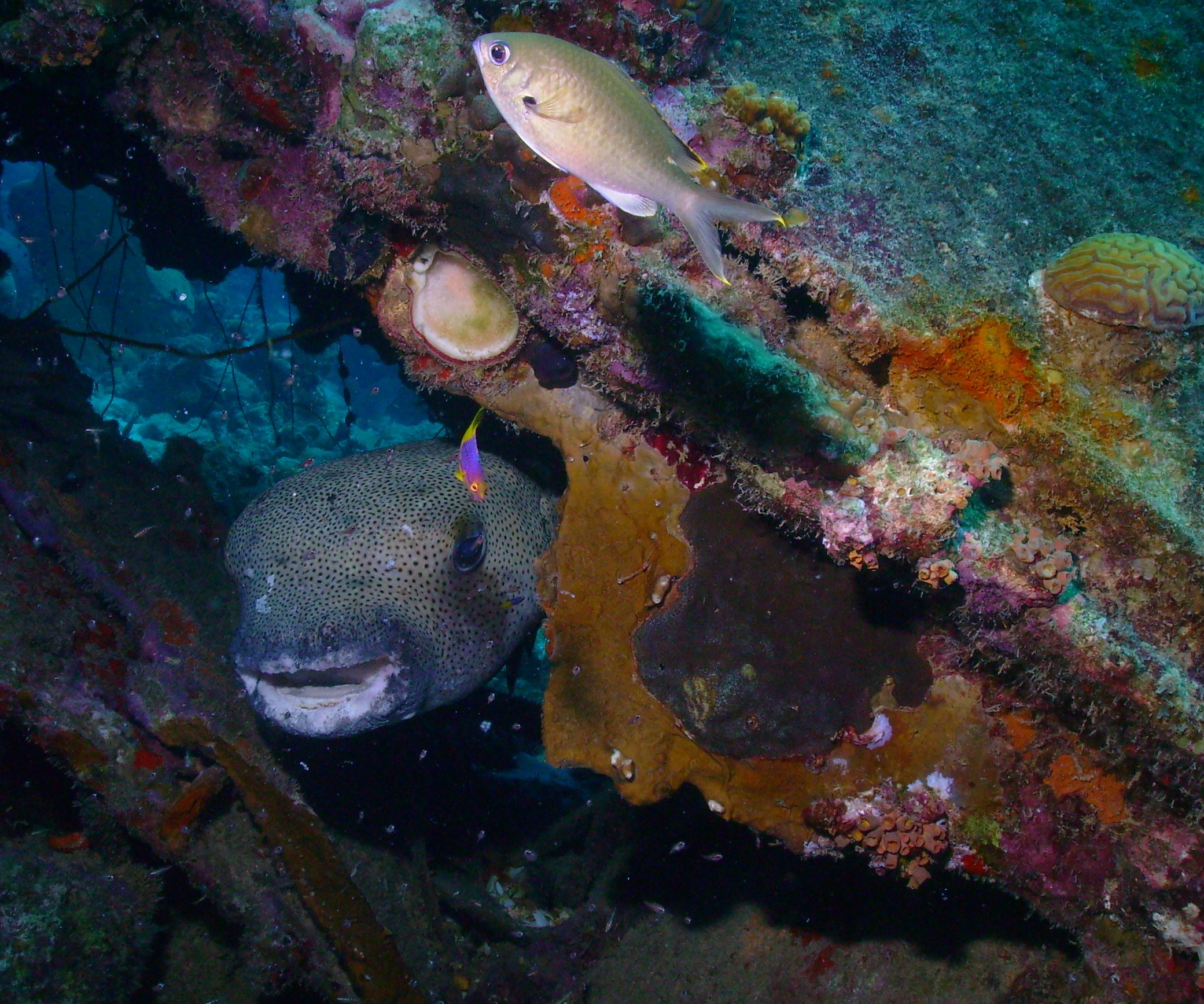 Huge Porcupinefish under small wreck