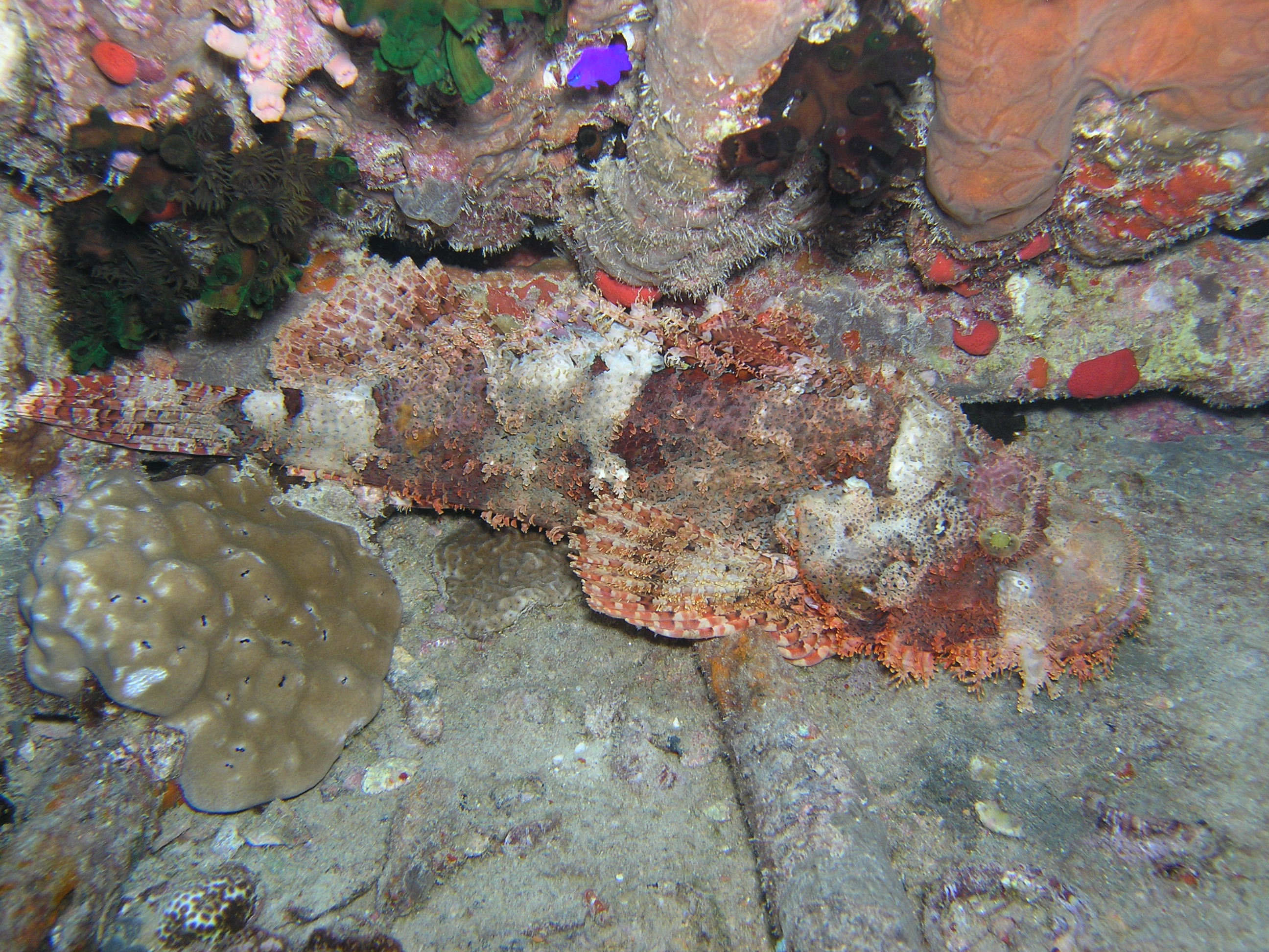 huge scorpionfish