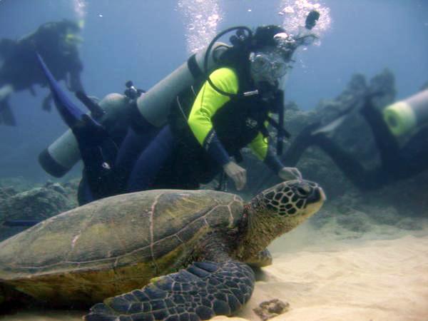 Huge turtle! (Maui '06)