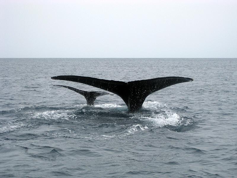 humback_whale_2