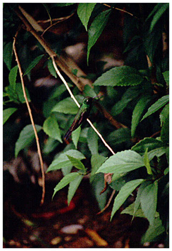 Hummingbird. Cayo Largo, Cuba.